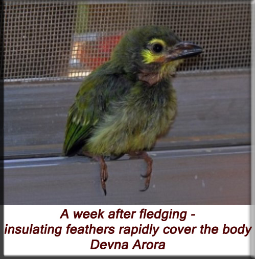 Devna Arora - A week after fledging - insulating feathers rapidly cover the body